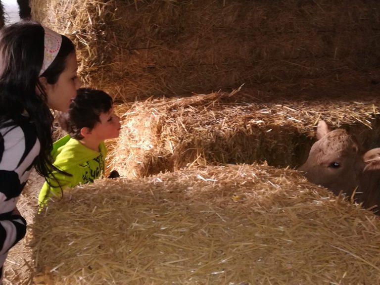 Actividad de agroturismo Niña y niño observan a un ternero entre pacas de heno en un granero.