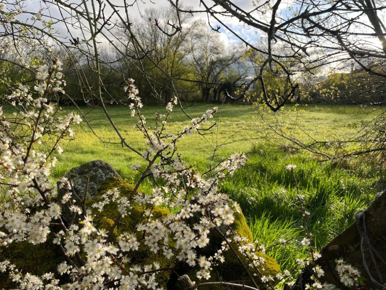 Pueblo rodeado de fresnedas, fresco en verano Campo verde con flores blancas en primer plano y árboles al fondo.